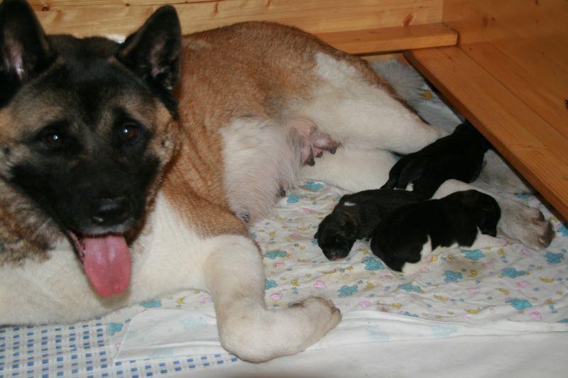 Litter G Puppy