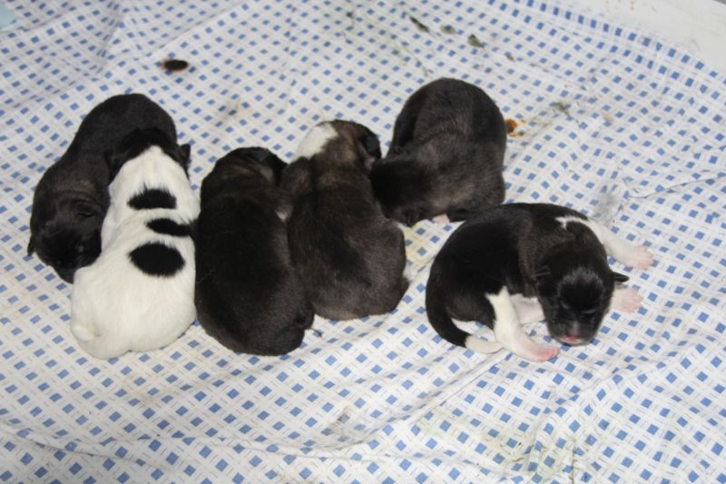 Litter K Puppy