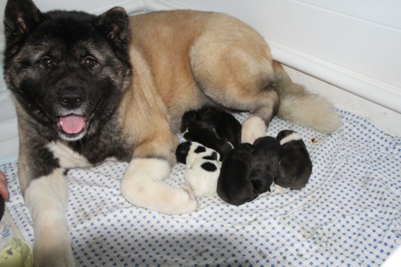 Litter K Puppy